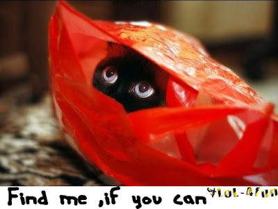 Funny cat hiding in a bag