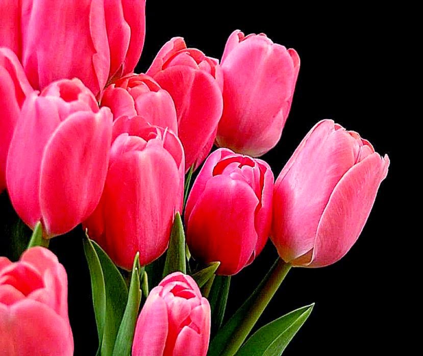 Beautiful Tulip Flowers Wallpaper Images