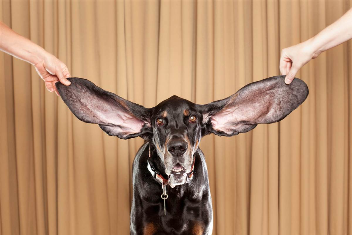 Longest Ears On A Dog Longest Ears On A Dog