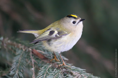 Желтоголовый королек (Regulus regulus). Goldcrest