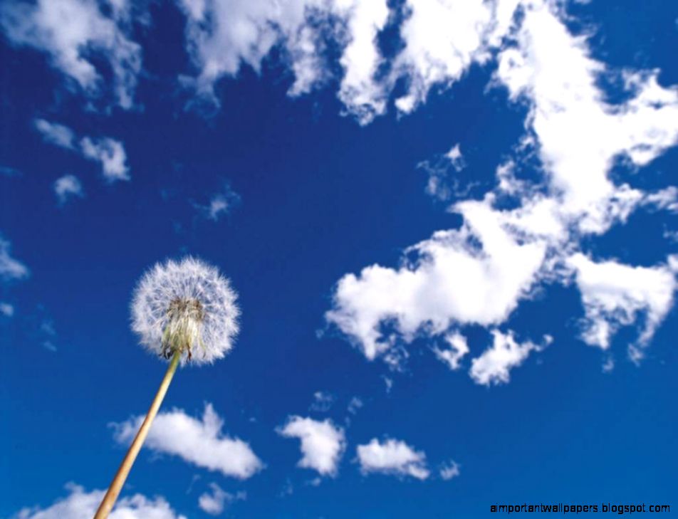 Dandelion and sky wallpapers Nature Dandelion and sky wallpapers Nature