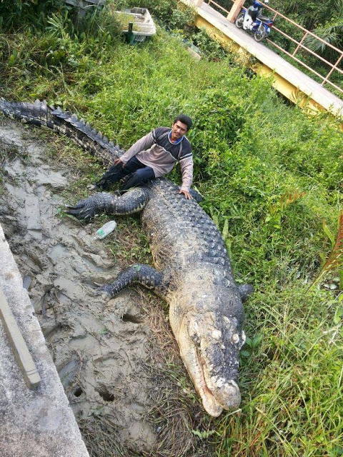 Gambar Dan Video Buaya Besar Di Kuala Selangor Gambar Dan Video Buaya Besar Di Kuala Selangor
