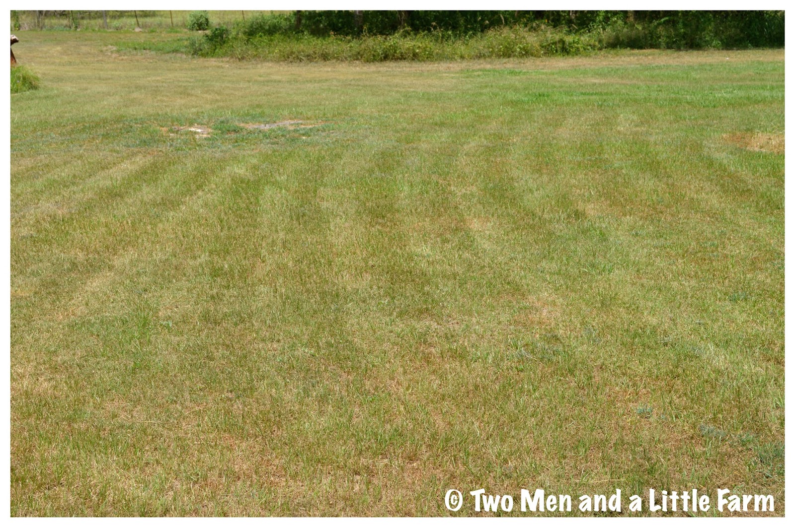 Even the mowing lines from the last time are still visible in the yard.