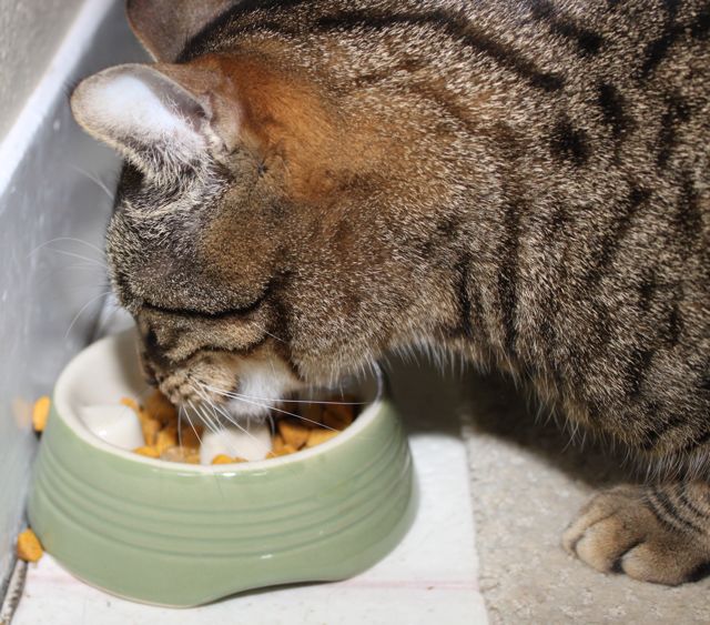 fourwhitepaws slow feed bowl test