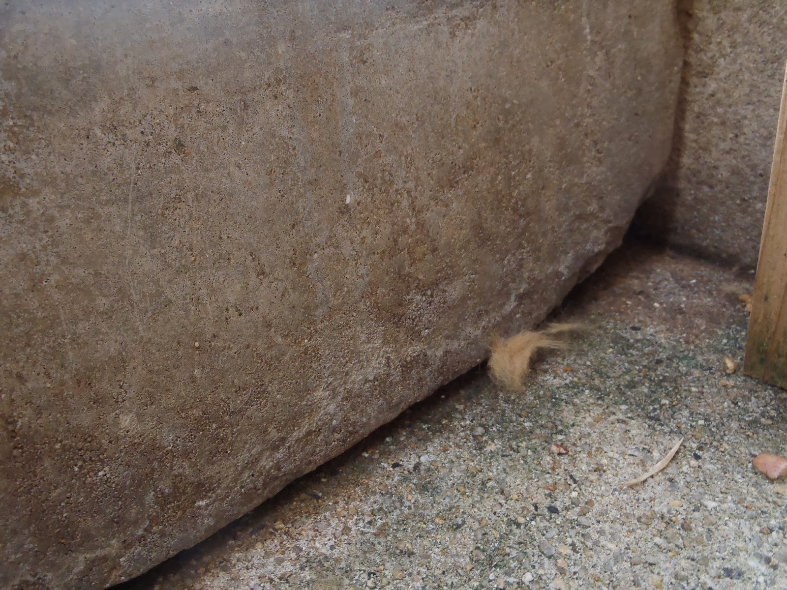 福岡市動物園ブログ テンの抜け毛 その訳は