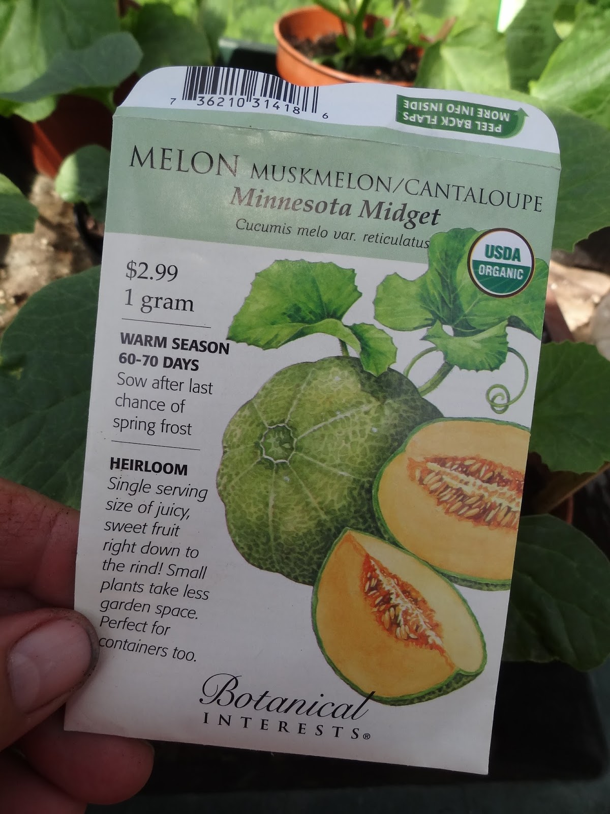 Down on the Allotment Minnesota Midget Melons