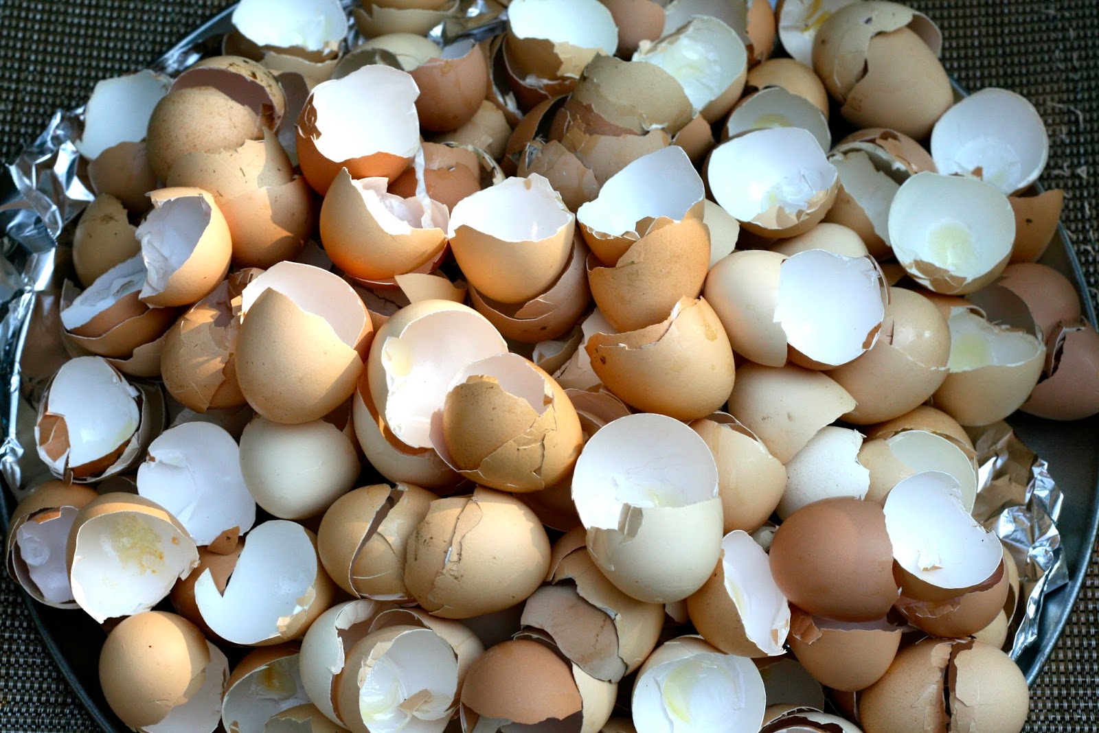 The Little Backyard Farm Feeding Eggshells to Your Chickens