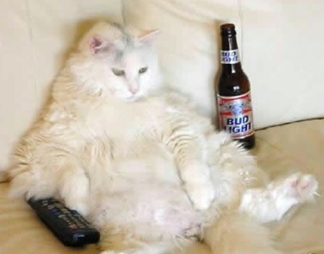 Funny+fat+cats+widescreen+walpapers.jpg