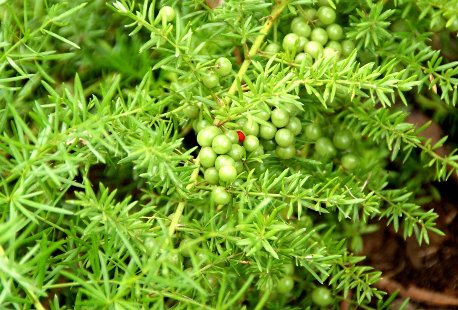 A photo, A thought............ Plant Asparagus fern.....beautiful