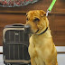 UK - Don't Buy a Pet On Gumtree