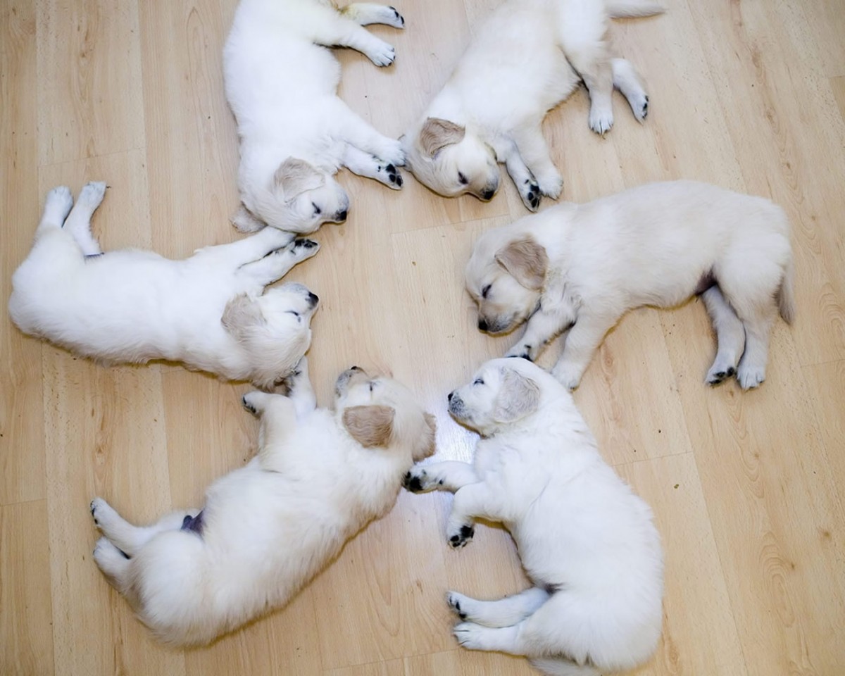 ... dog, puppy dogs, funny, Animals, funny puppies, funny dogs, funny dog ... dog, puppy dogs, funny, Animals, funny puppies, funny dogs, funny dog