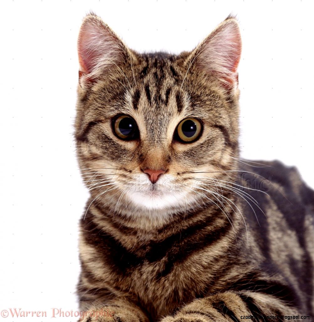 Tabby cat39s face photo WP02395 Tabby cat39s face photo WP02395