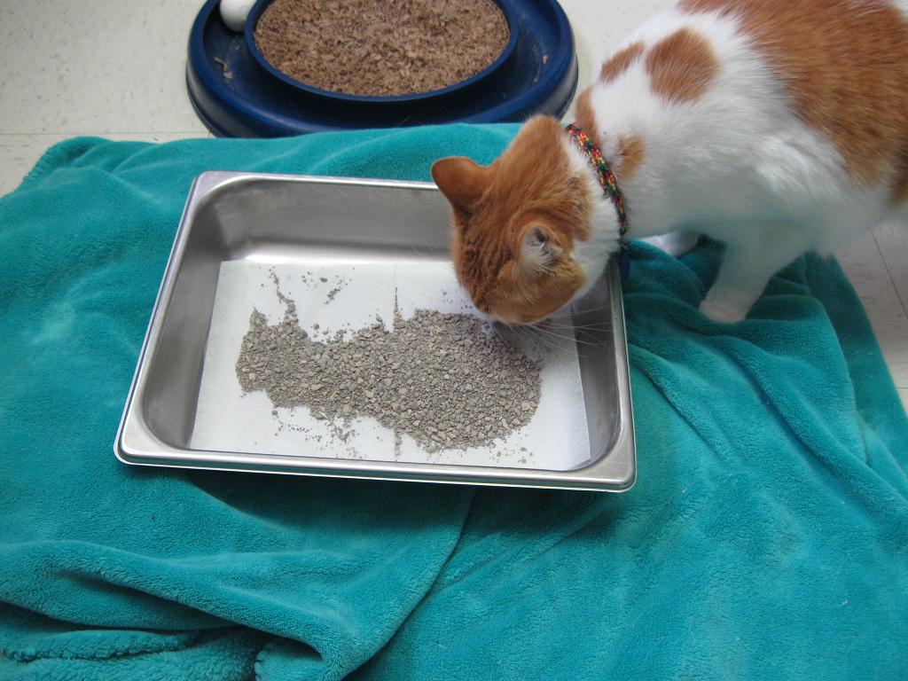 paper bag & string "Miracle Cat" Lazarus Gives Gift of Life to Others