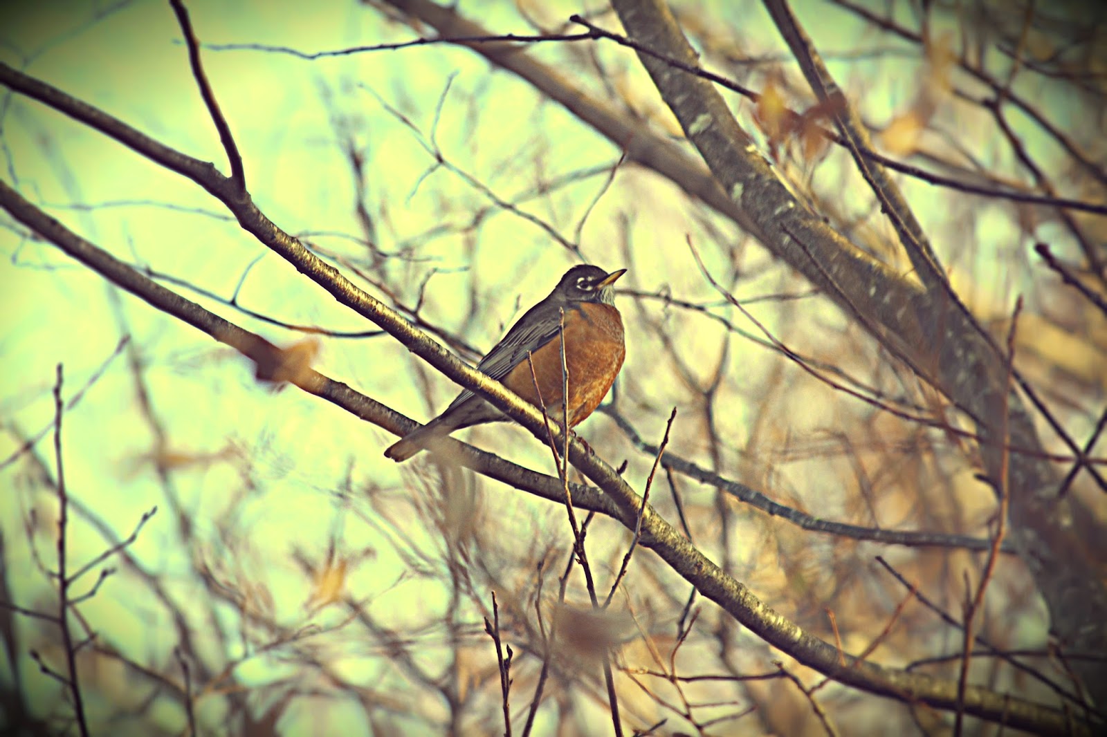 nature tales and camera trails Lots of American Robins in our yard!