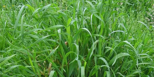 Healthy Tea 101 Couch Grass Tea Benefits