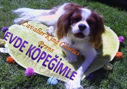 Evde Köpeğimle