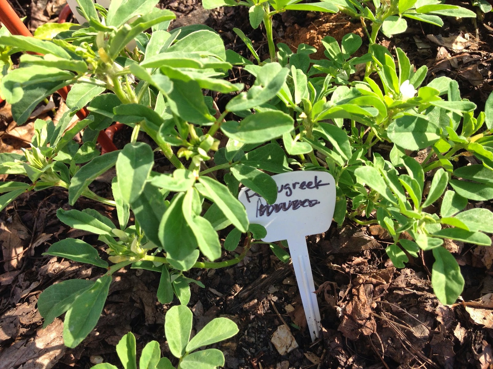 How do you grow a fenugreek plant?