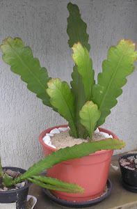 Vaso com planta de cactus orquídea epiphyllum