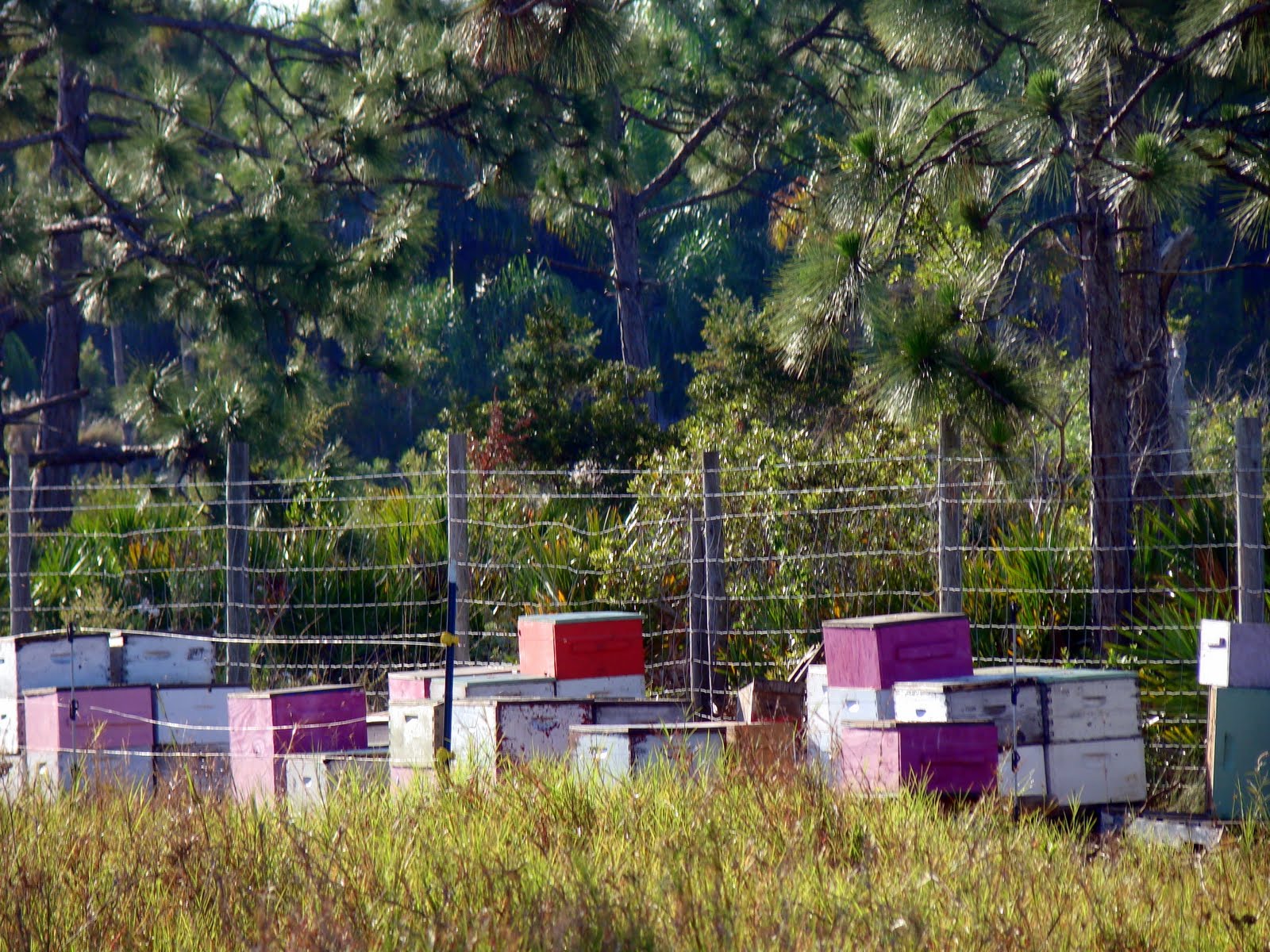 Pine Island, Florida Agricultural Pine Island