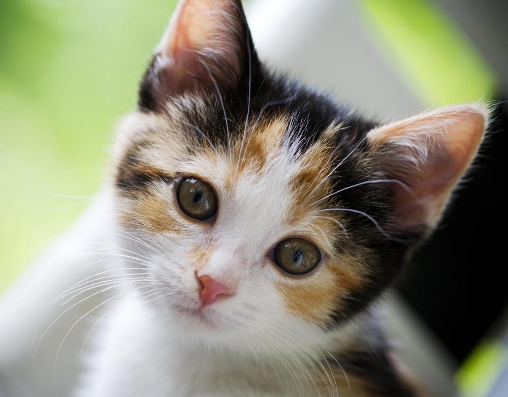 calico kitten