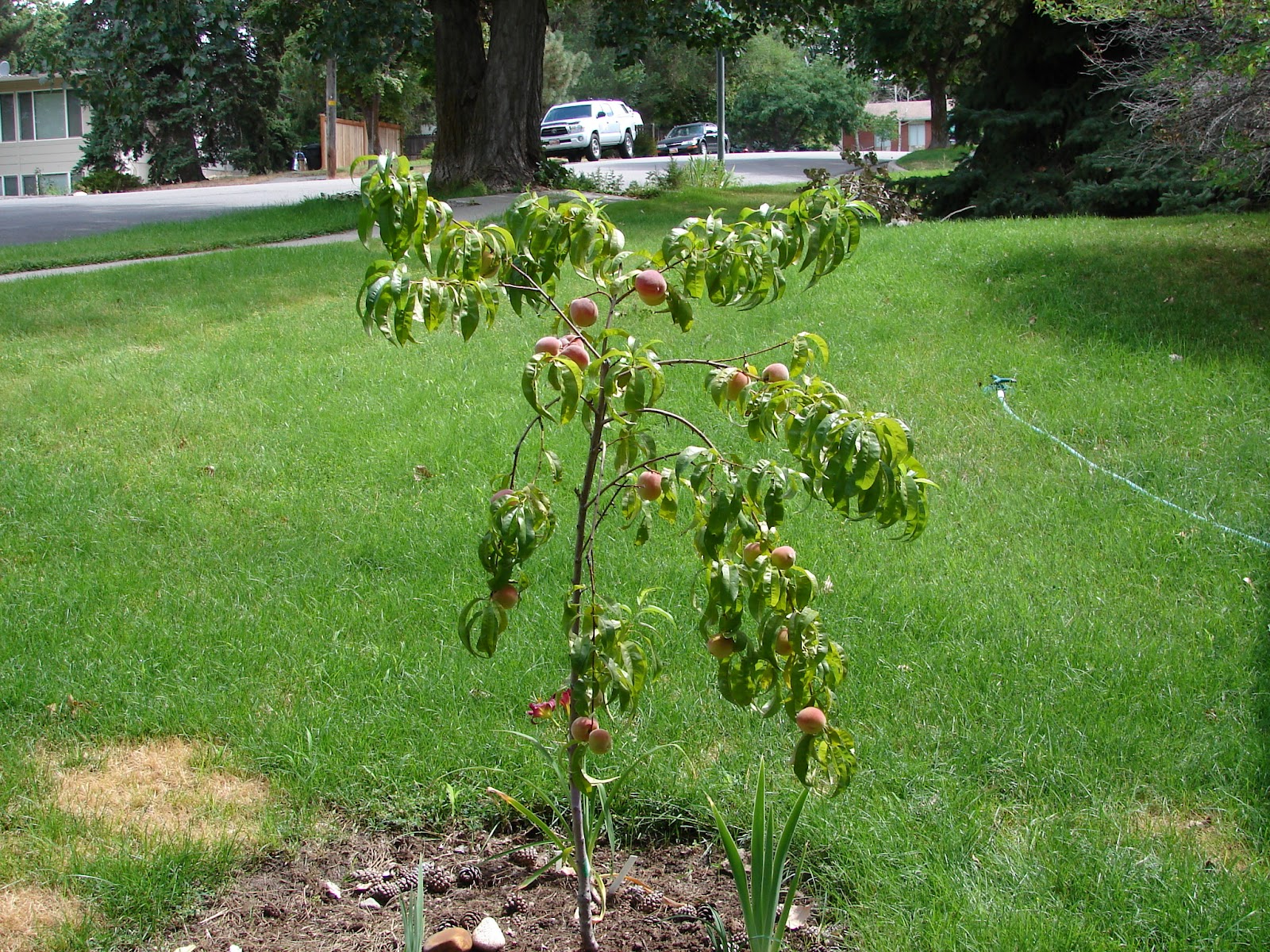 New Utah Gardener This Is The Place . . .To Grow Peaches!