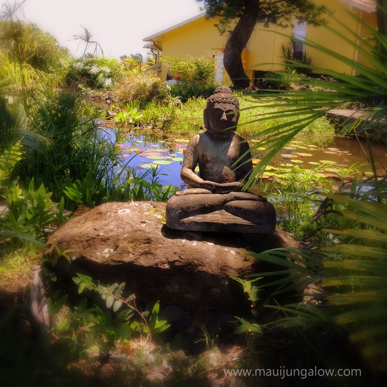 Maui Jungalow The Maui Water Lily Farm