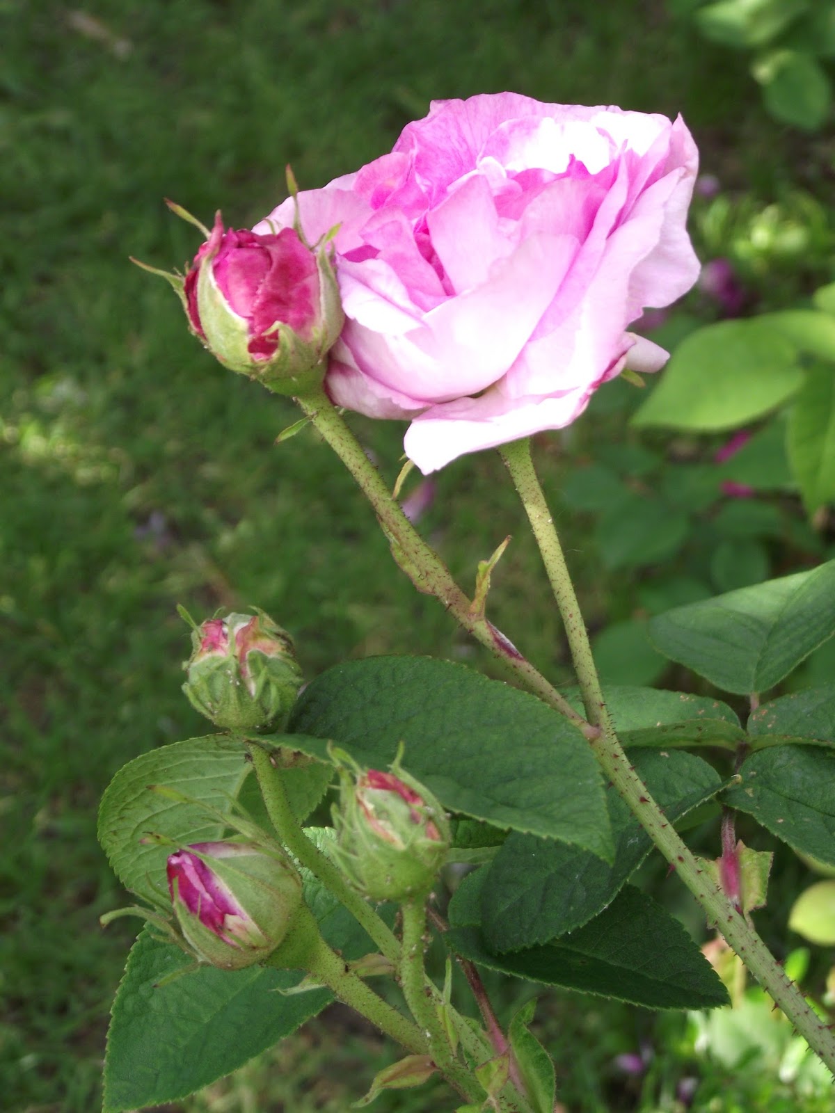 Epingle Par Kal K Sur Florals Fleur Amour Beau Bouquet De