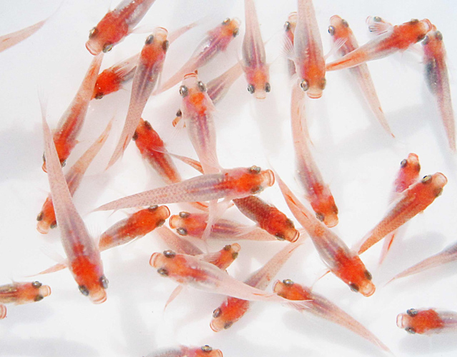 Goldfish Garage: A Two Car Fishroom: Medaka: Japanese Rice fish