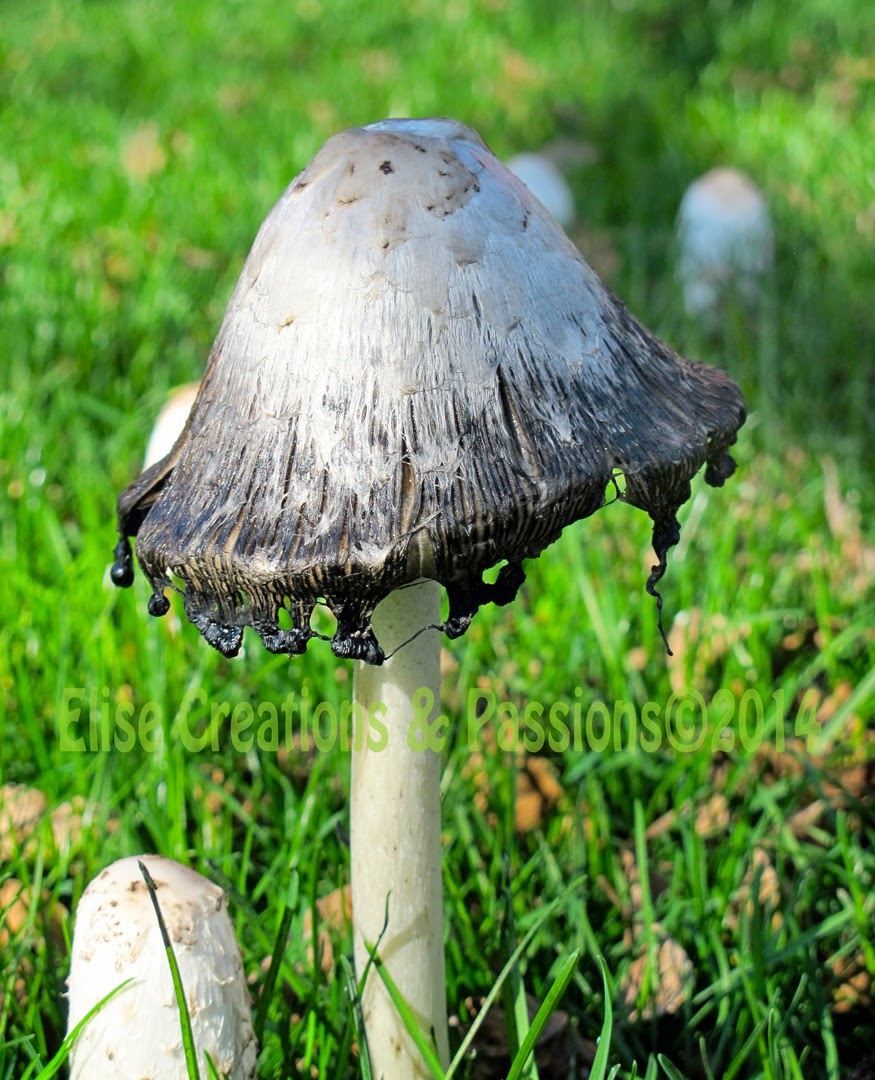 Elise Creations & Passions Foraging Wild Vermont Mushrooms