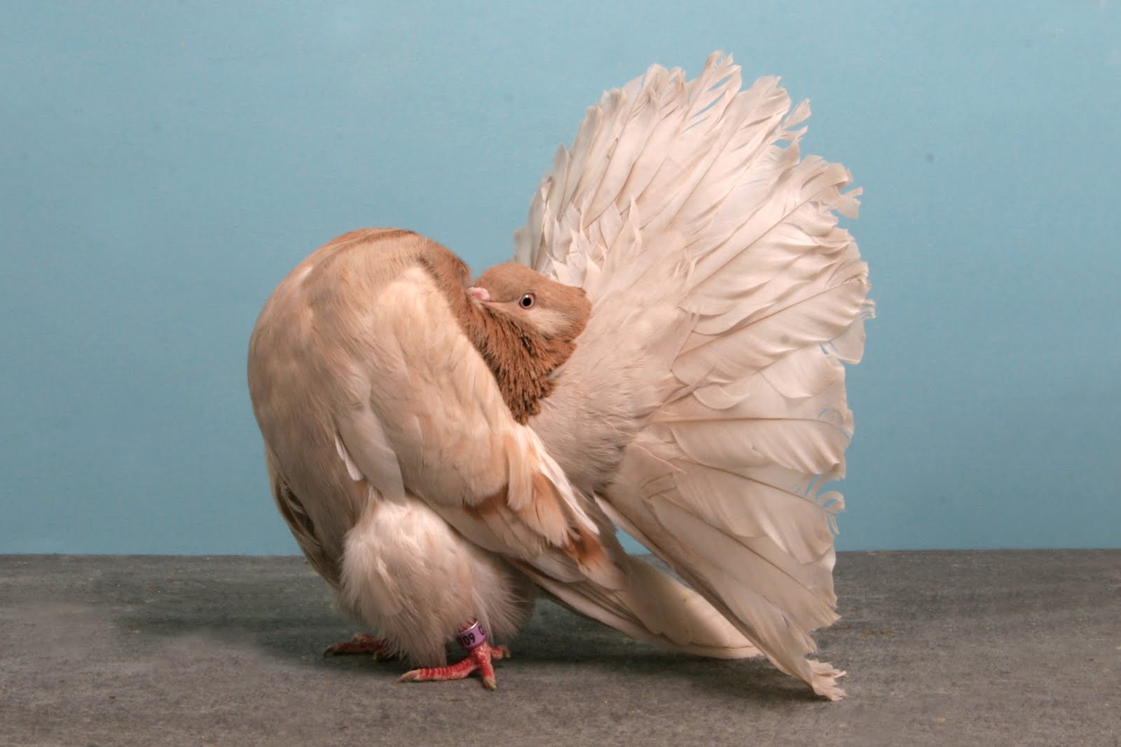 Amazing Pigeons