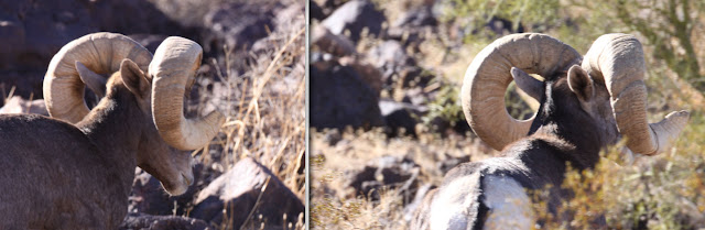 Field+Judging+and+scoring++AZ+Desert+Bighorn+Sheep+Right+Horn+View+Jay+Scott+Outdoors+2.jpg