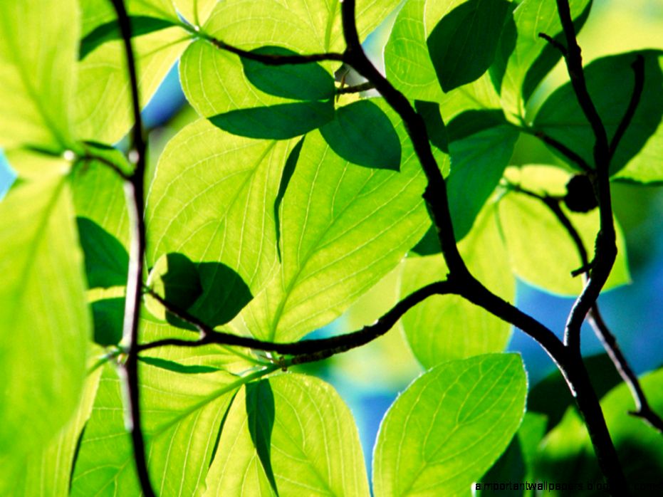 shady green leaf nature shady green leaf nature