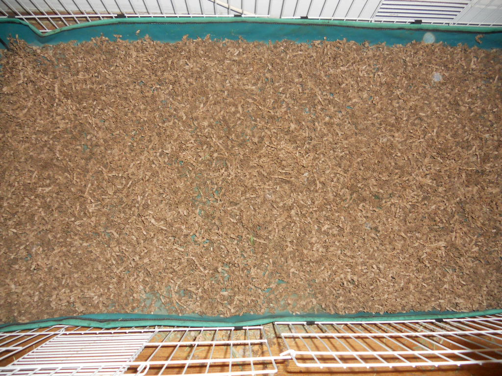 Cavy Savvy A Guinea Pig Blog Review of ECOBedding for Guinea Pigs