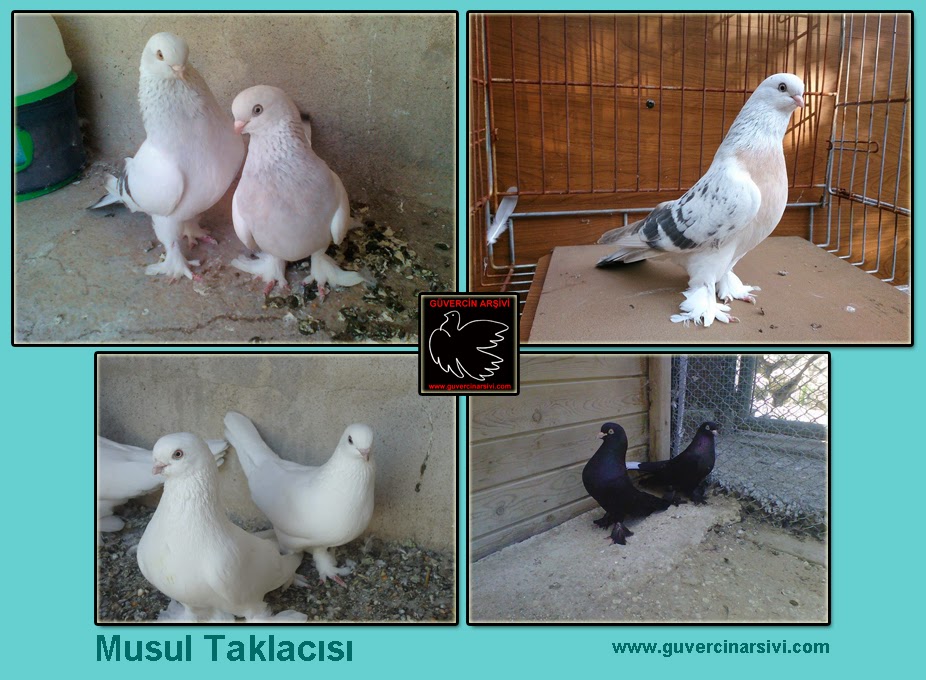 Irak Musul Güvercinleri