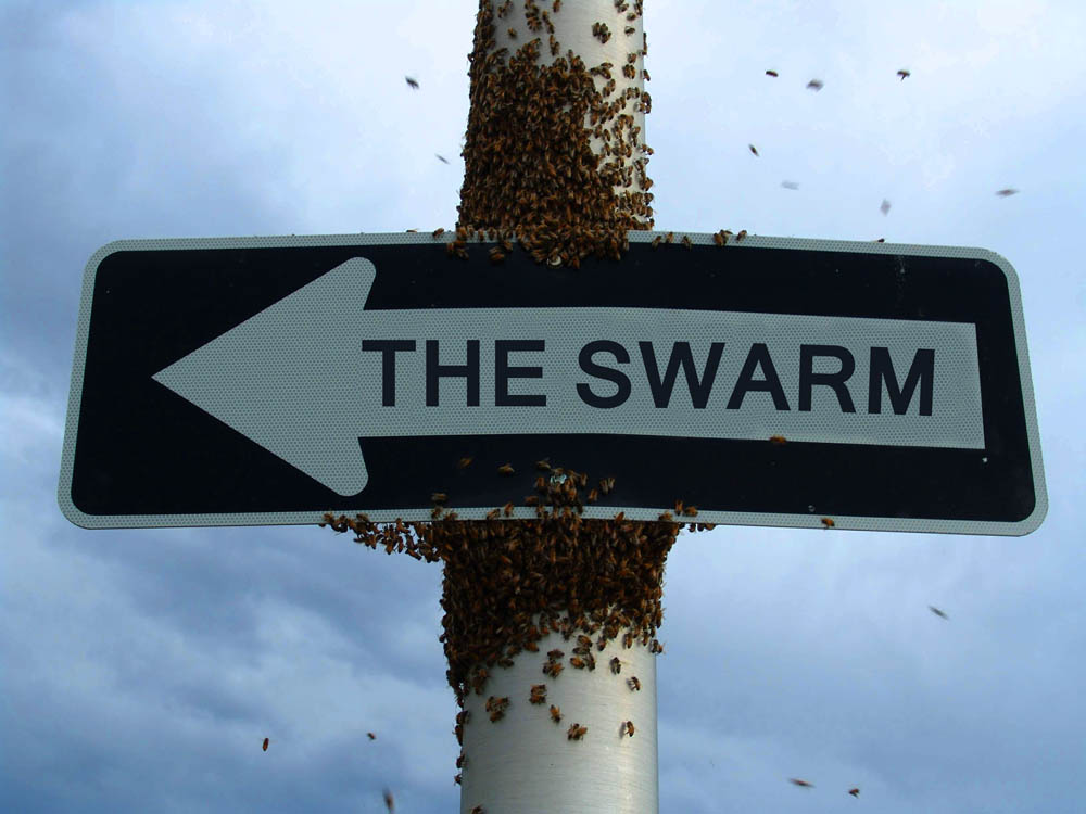 H.P. Sneakstep : The Swarm H.P. Sneakstep : The Swarm