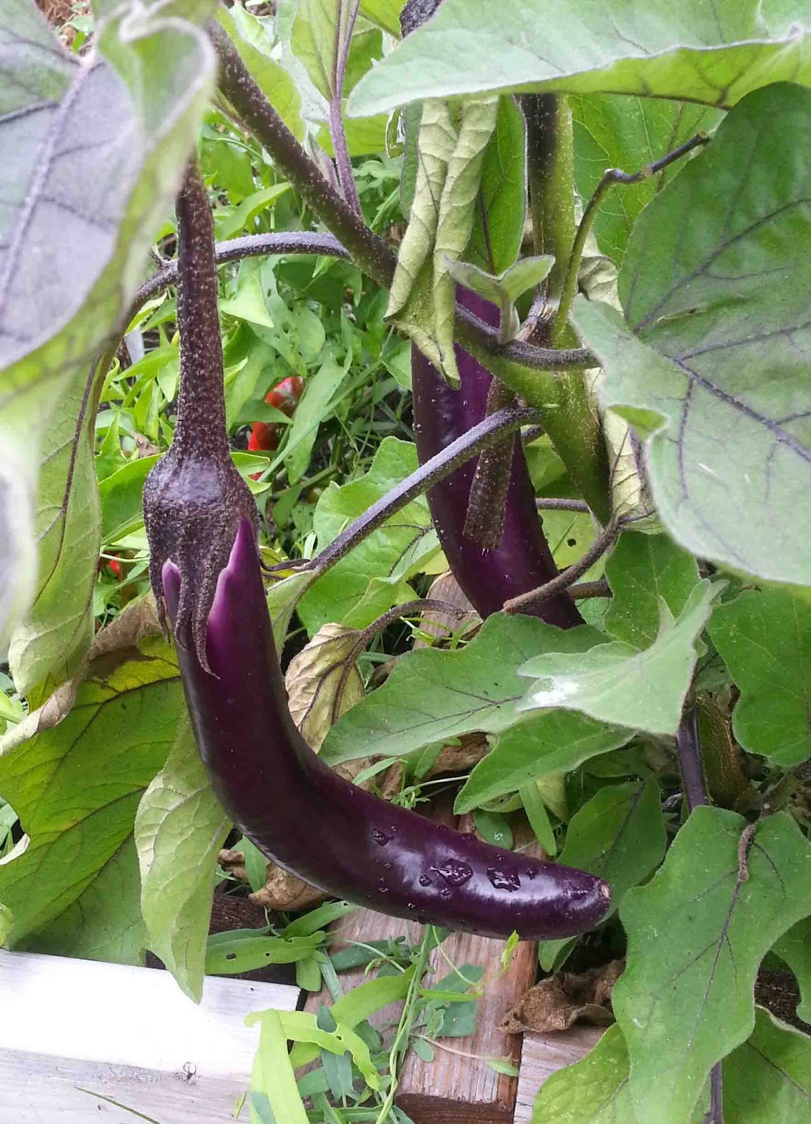 End of Season Review Eggplants