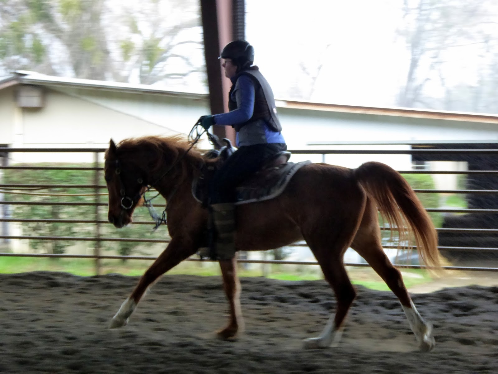 Horse Shopping Horses 1 & 2 DIY Horse Ownership
