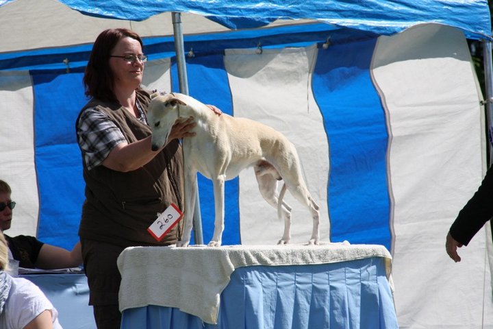The Working Whippet 2011 The Working Whippet 2011