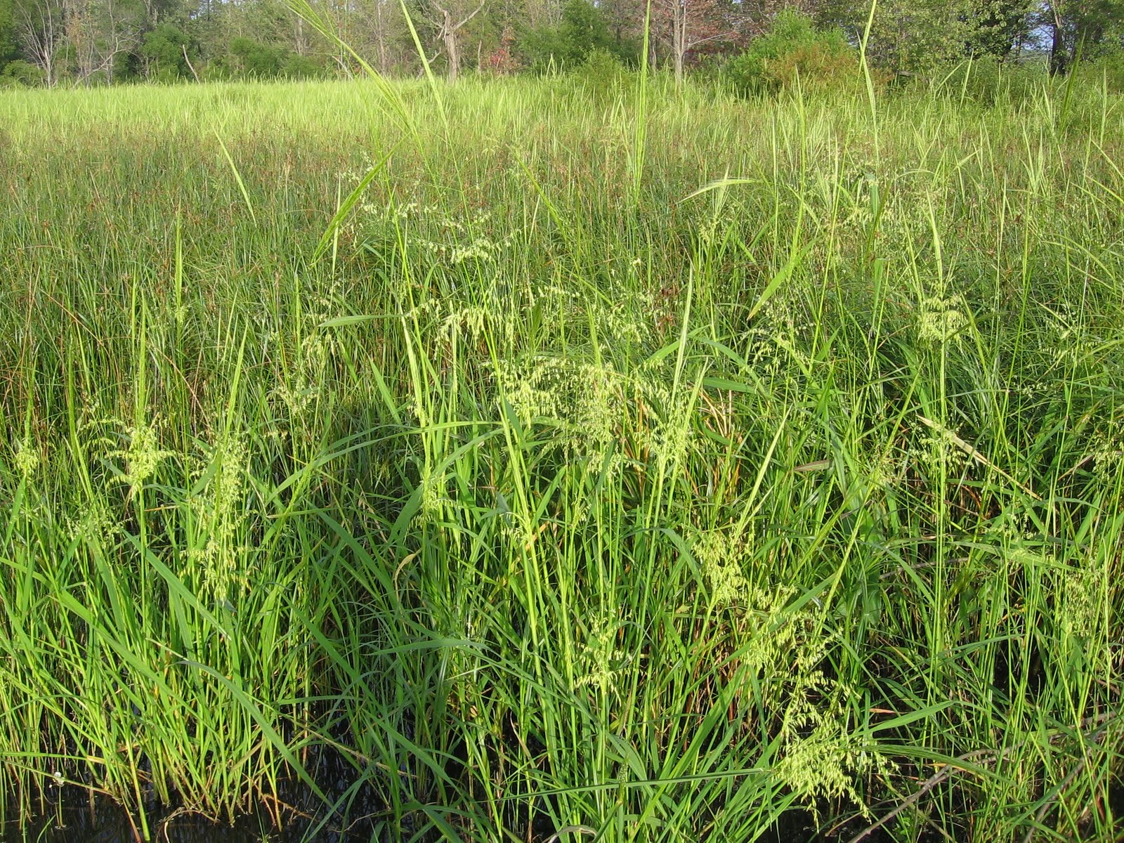 World rices Cultivating wild rice in U.S.A and Canada