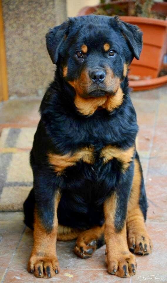top 5 smartest dogs lovely pets the top 5 smartest breeds top 5 smartest dogs lovely pets the top 5 smartest breeds