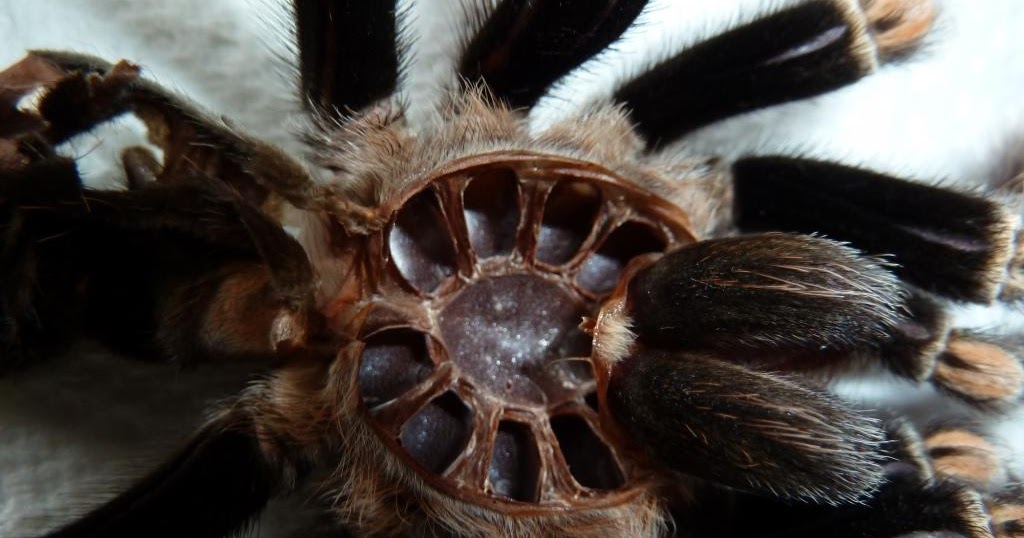 Dave Hubble's ecology spot: Tarantula anatomy II: the cephalothorax
