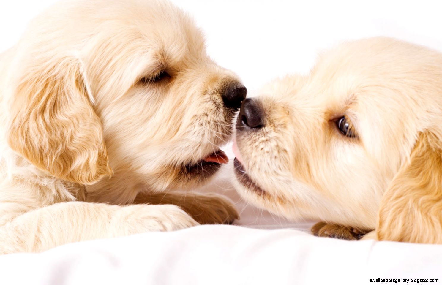 Its Just Puppy Love Puppy Love Me Its Just Puppy Love Puppy Love Me