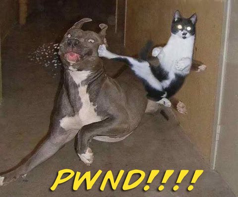 cat%2Bkicks%2Bdog.jpg