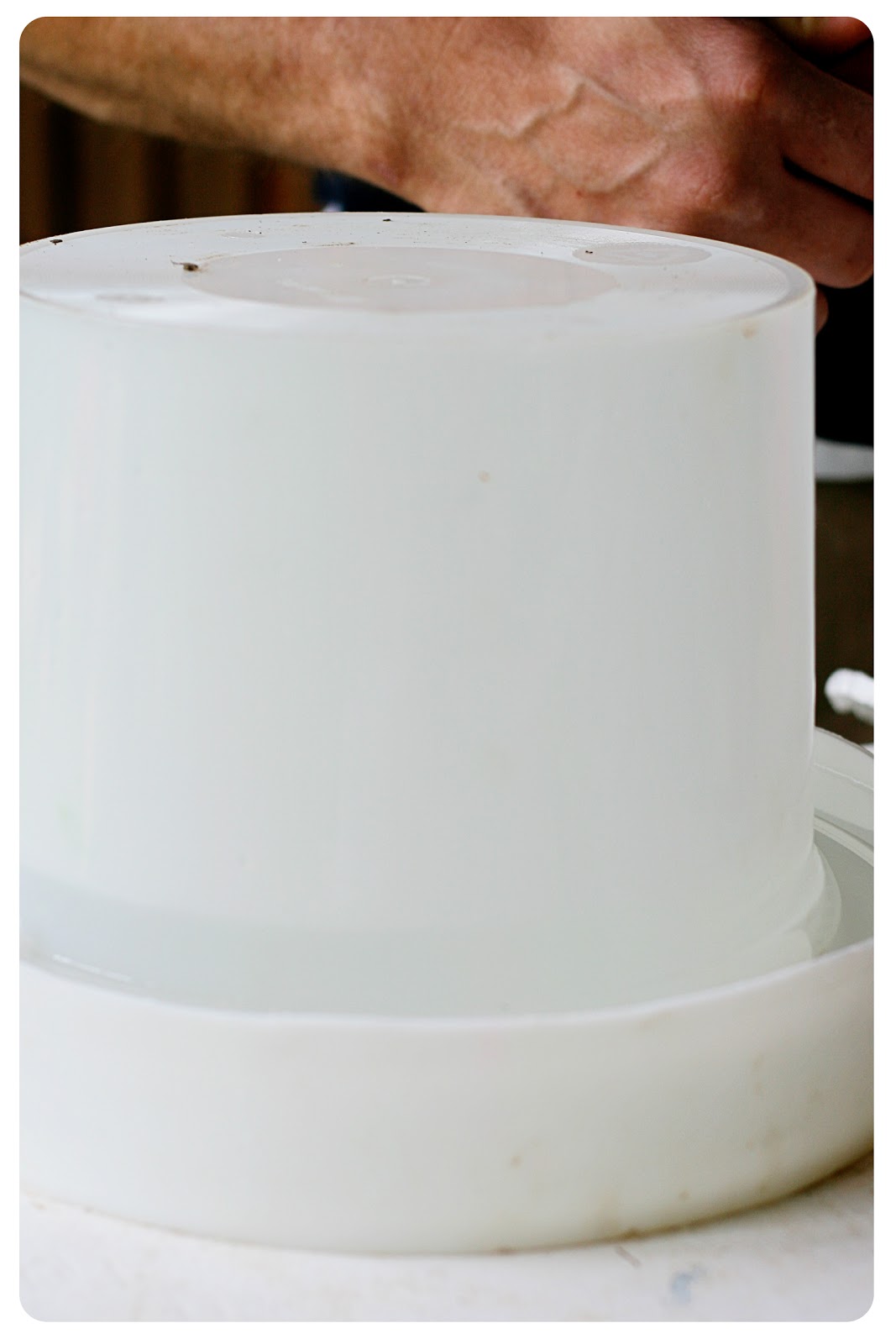 Cheap Way to Raise Chickens Homemade Chicken Watering Fountain and