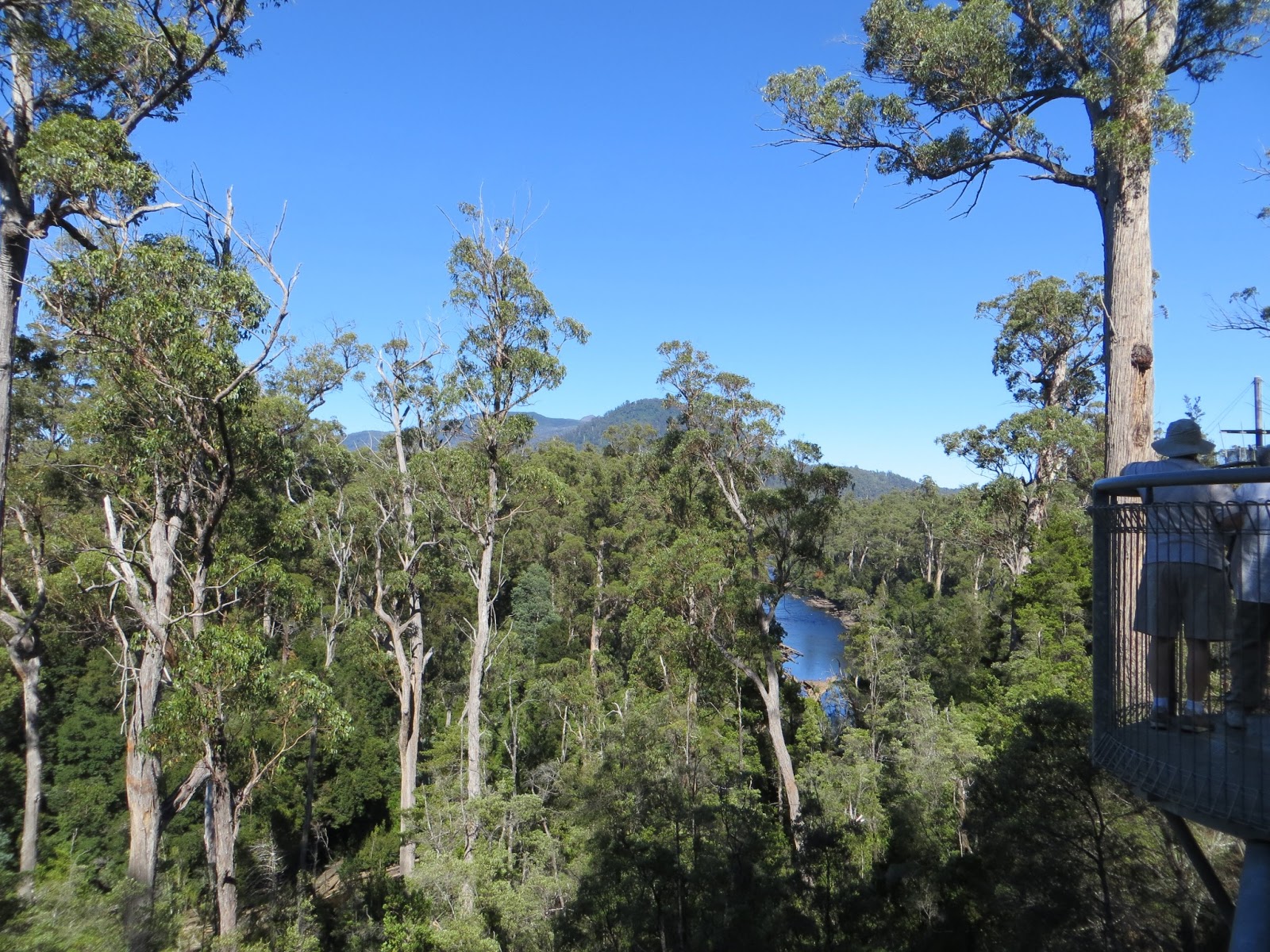 More Snapshots from Around the World Hobart, Tasmania A Walk among the Treetops
