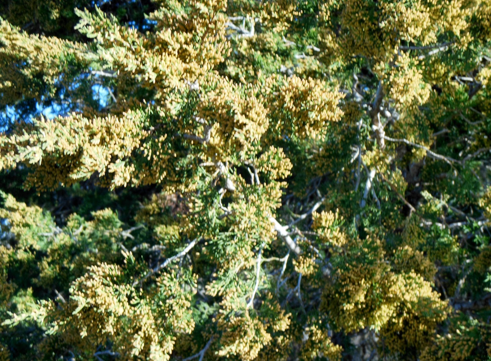 In the Garden and More Unprecidented Cedar Pollen Timely Again!