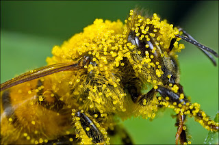 bee-with-pollen%255B1%255D.jpg