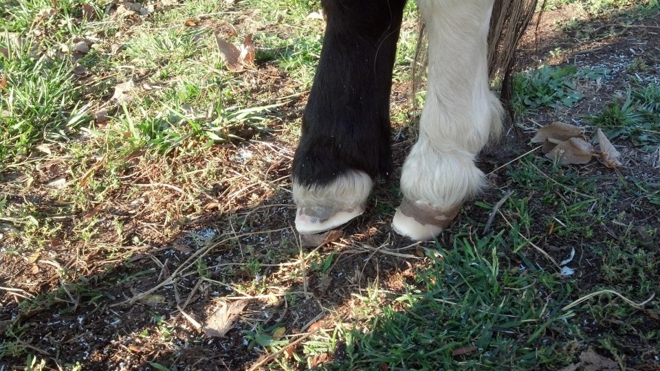 Bitless horse Science VS tradition Miniature horses and ponies...