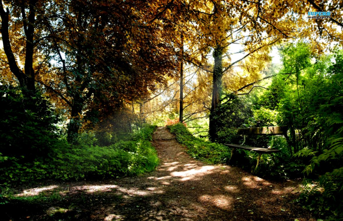 the woods wallpaper Google Search Frank and Hazels Wedding the woods wallpaper Google Search Frank and Hazels Wedding
