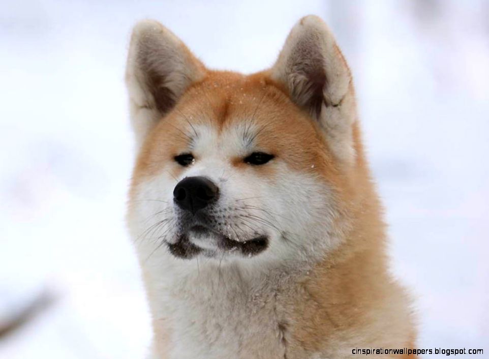 Japanese Akita Dog Japanese Akita Dog